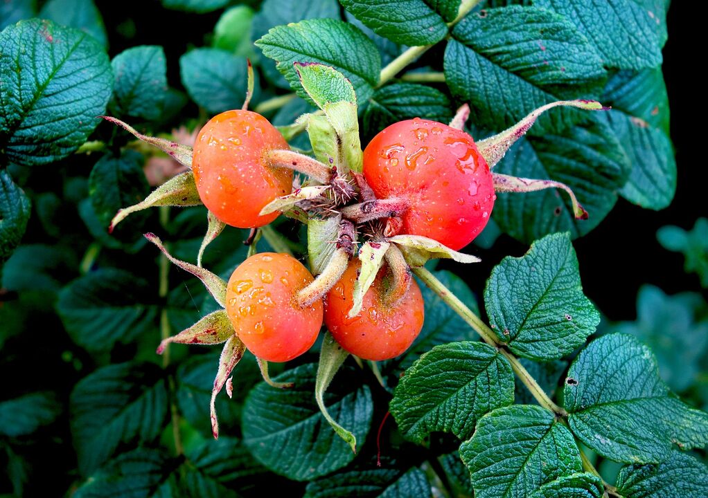 pomegranate for the treatment of cystitis